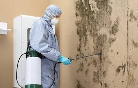 Mold Odor Removal Services in Downey, CA